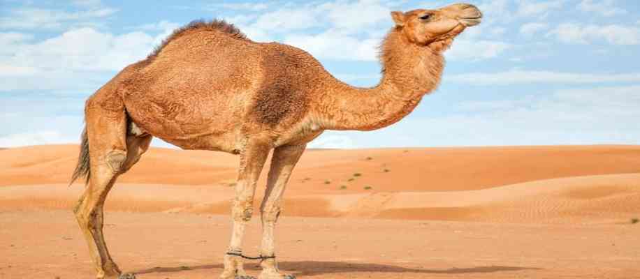 Camel milk use in india