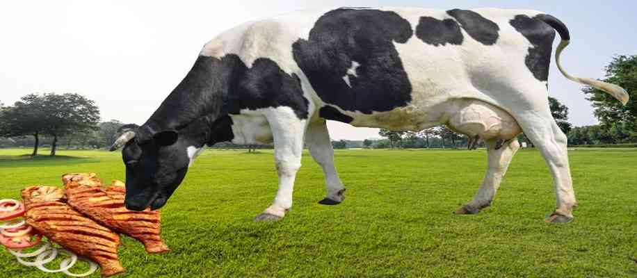 What is non veg milk