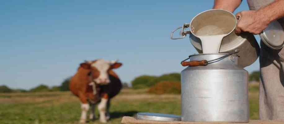 Feeding meat to cow,