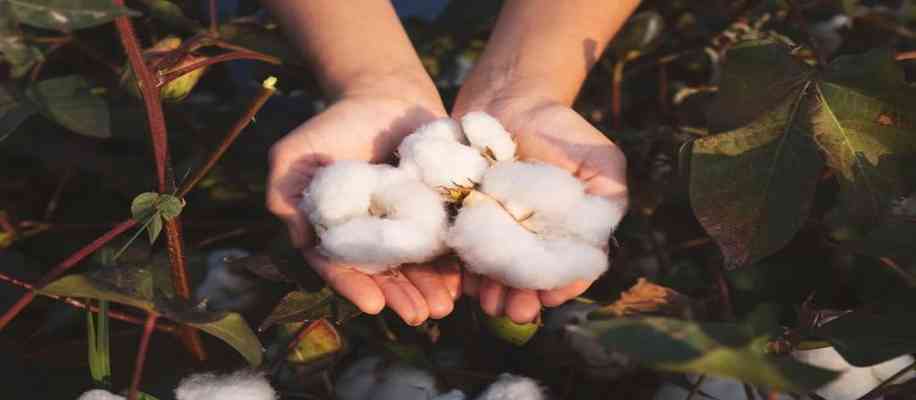 Cotton monsoon cultivation