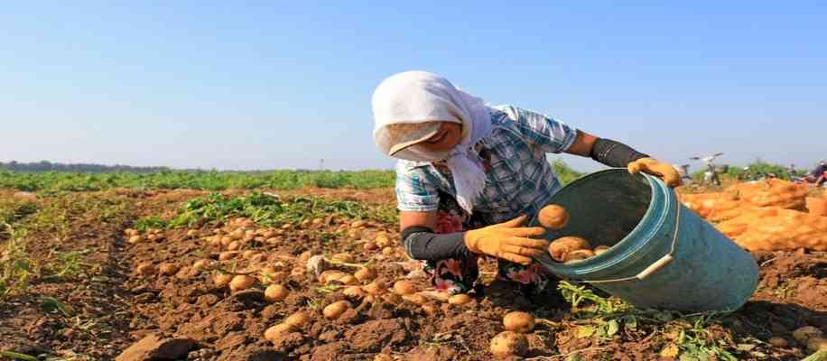 Contribution of Indian farmers after independence