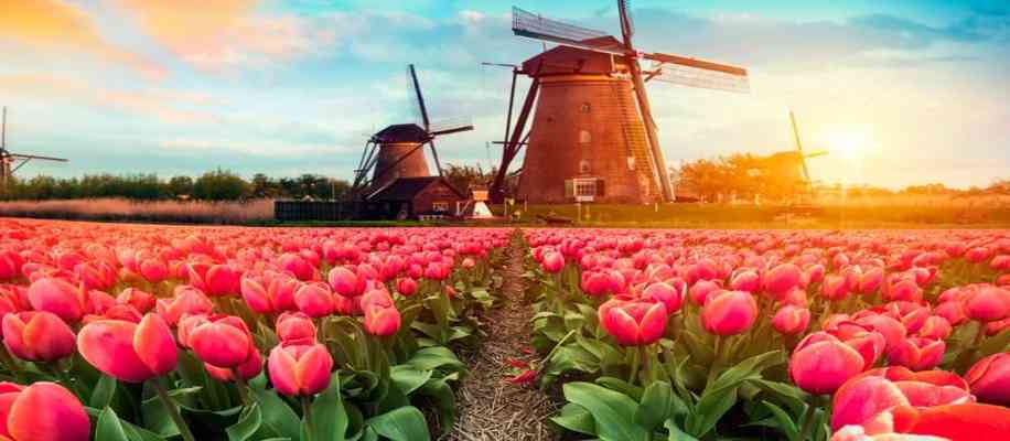Netherlands has the happiest farmers 