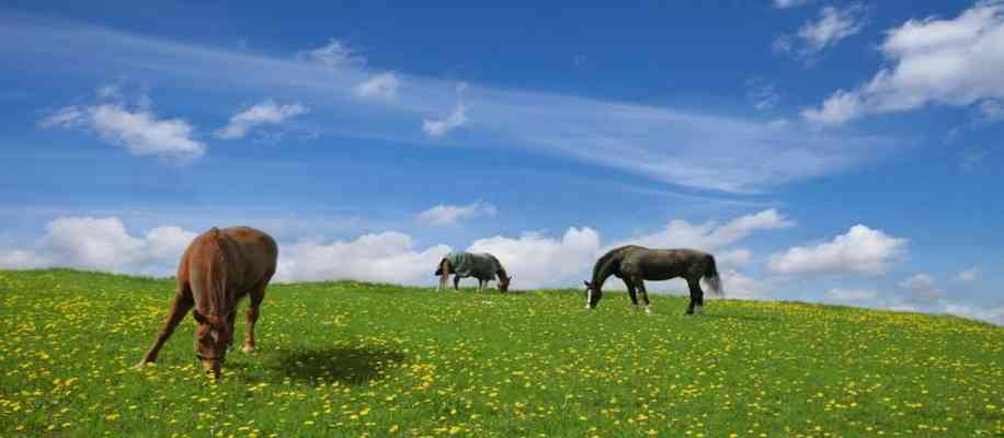 Denmark has the happiest farmers 
