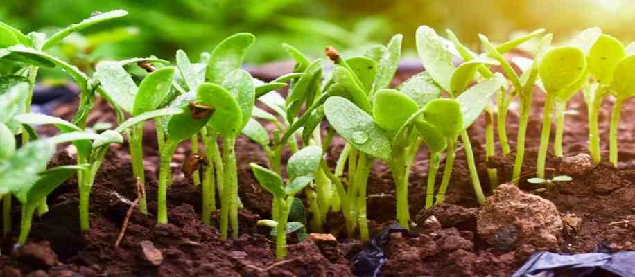 How to grow microgreens