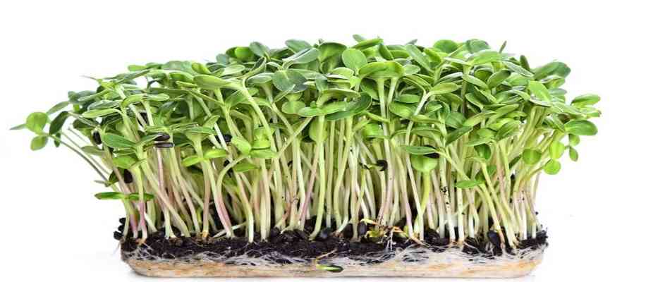 Indoor microgreens farming
