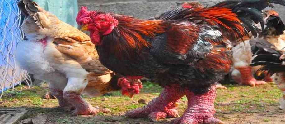 World's largest chicken