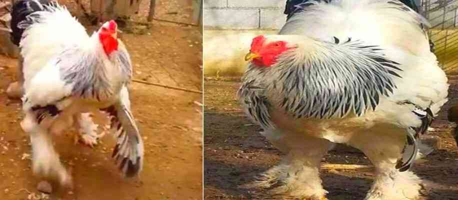 Brahma Chicken World's largest chicken