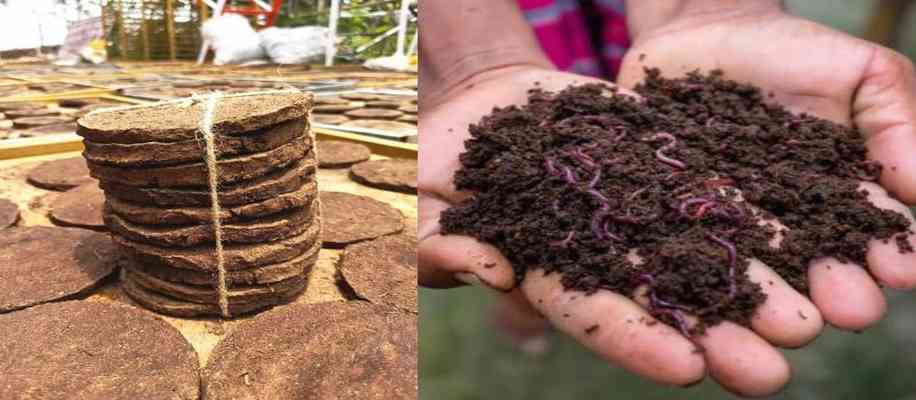 6 income sources from a Desi cow