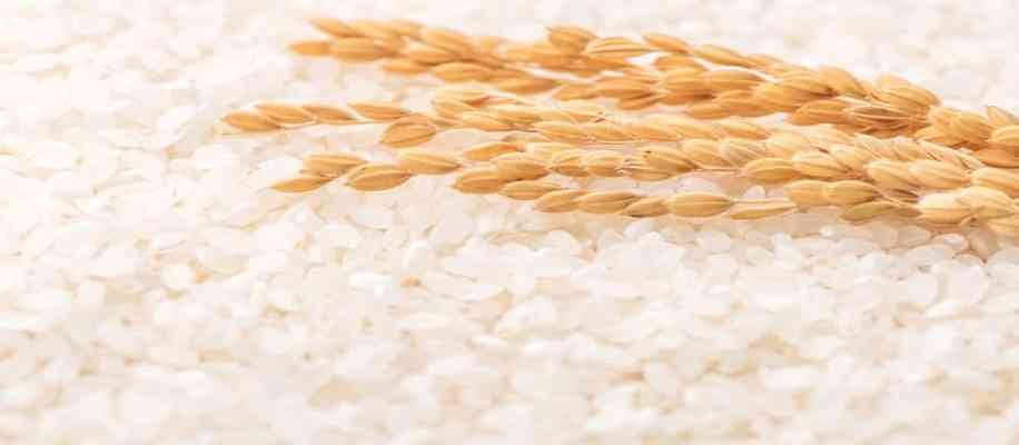 rice farming in india