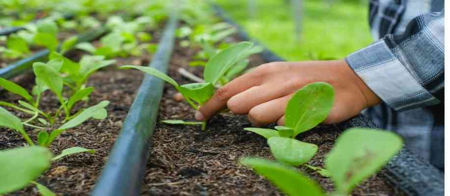 Desi Organic Farming