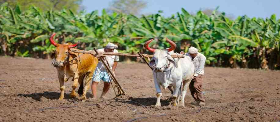 Comparison of agriculture in India and Australia