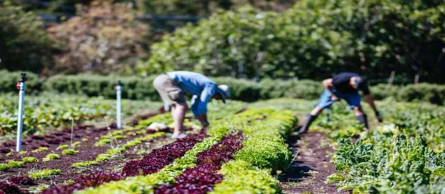 Indian Agriculture vs Australian Agriculture