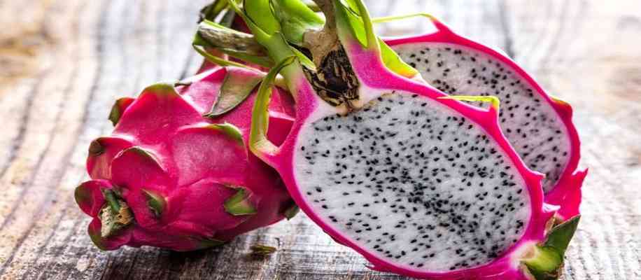  dragon fruit farming in India Hylocereus Undatus