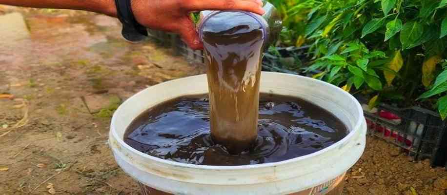 How to make Jeevamrut