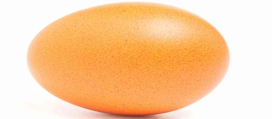 The largest egg in the world