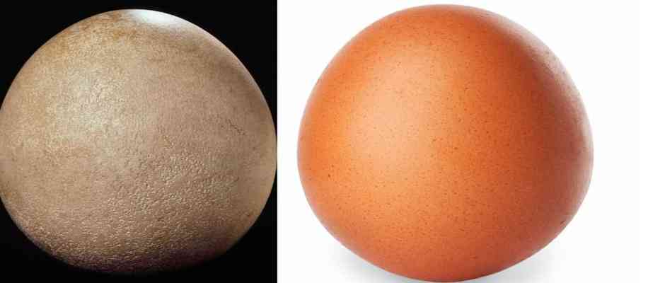  Elephant bird egg