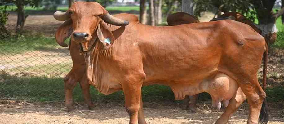 Desi Cows of India