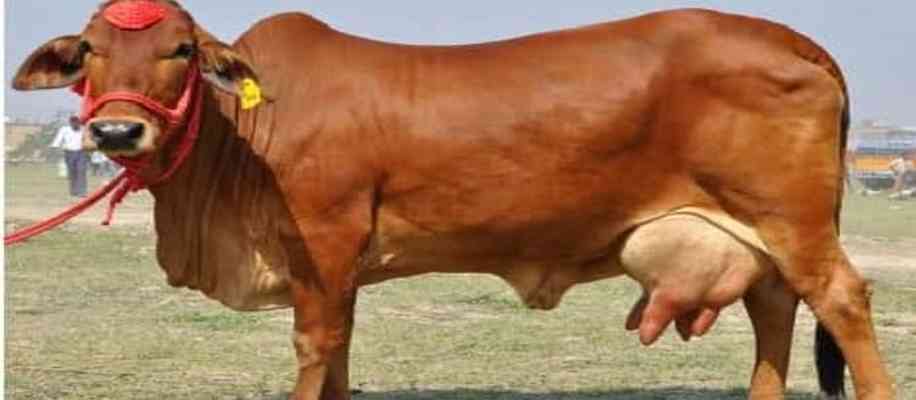 Desi Cow Breeds in India
