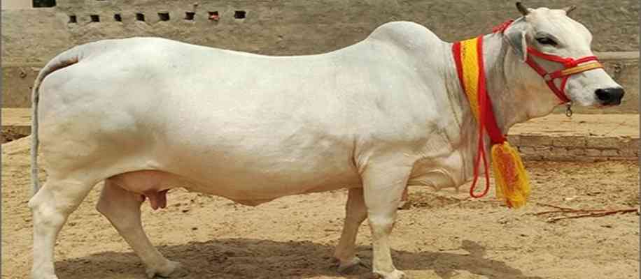 List of Indian Cows