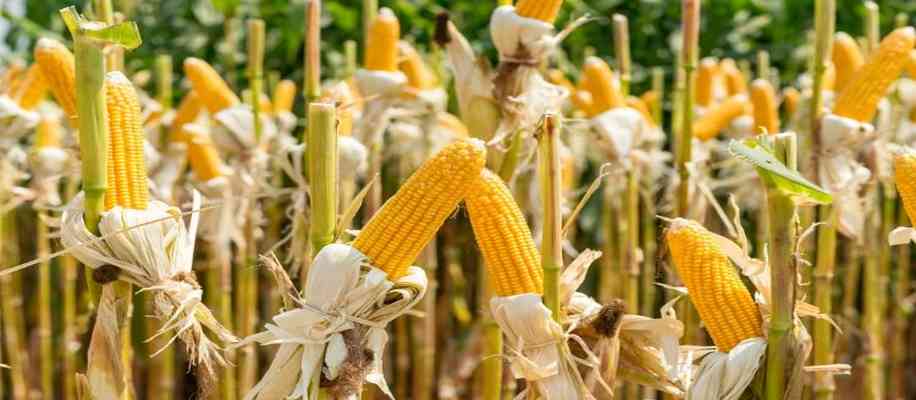  Maize farming in India