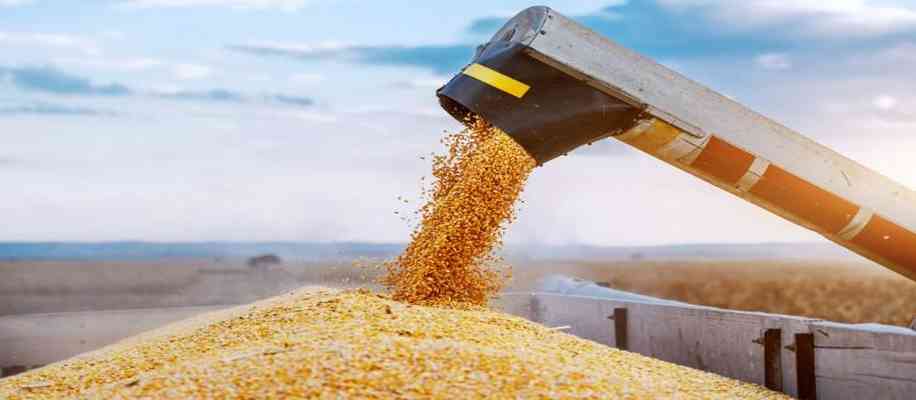  Earnings from maize cultivation