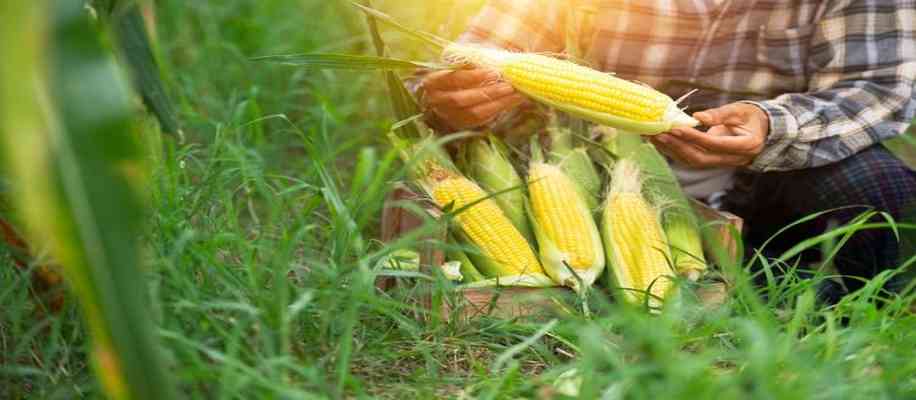 Method of maize cultivation