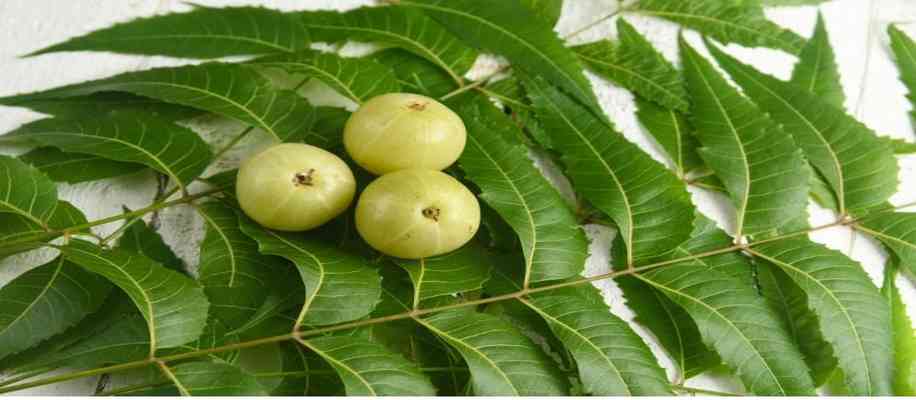 benefits of neem oil