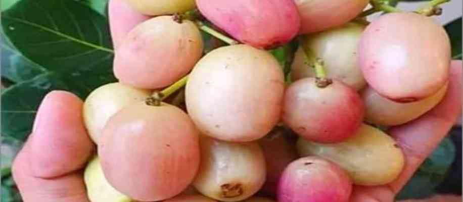 Health benefits of Thai jamun