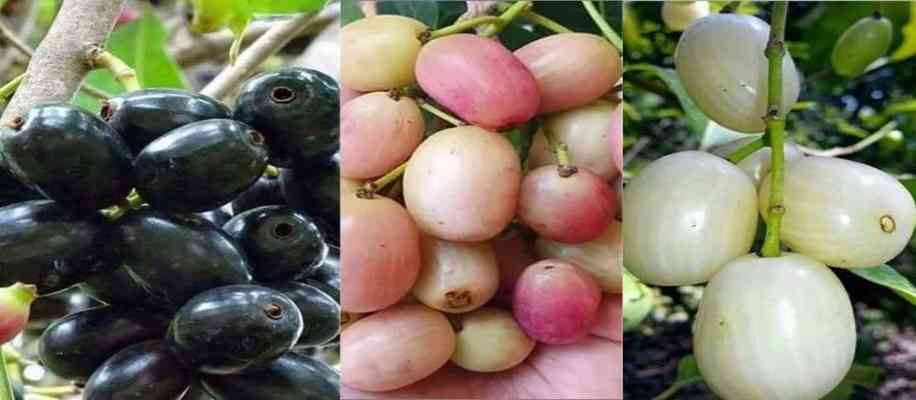  Nutrients of Thai jamun