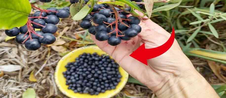 High Antioxidant Fruits in India