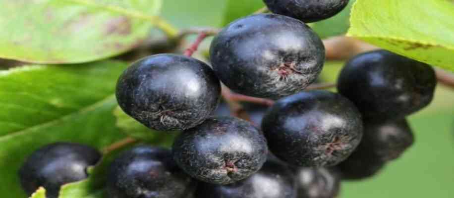 Benefits of Blueberries