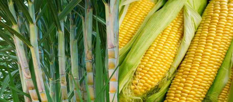 Indian sugarcane farmer crisis