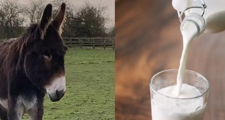 the world's biggest donkey