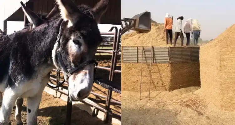  Biggest donkey ever recorded