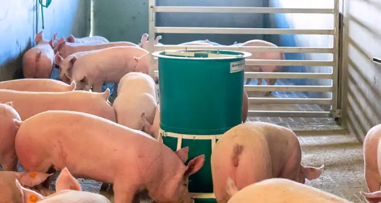 Pig farming: Golden opportunity for rural areas