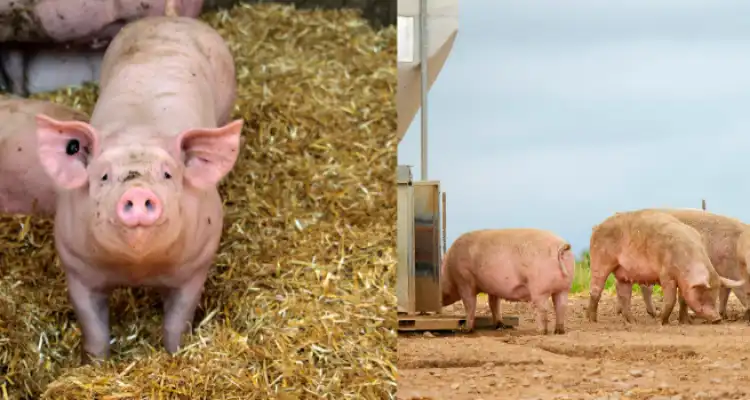  Profit in Pig Farming