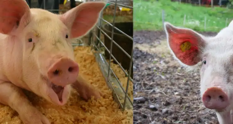 Pig Farming Government Schemes