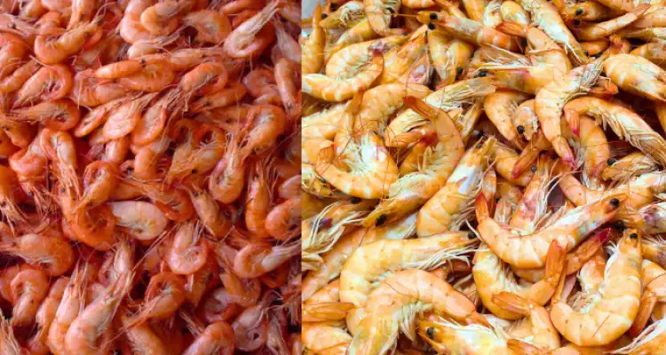 How to start prawn farming