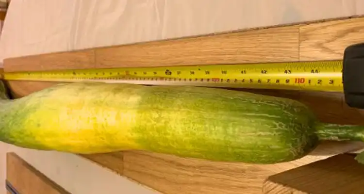 The world's largest cucumber