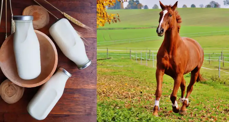 Health benefits of mare’s milk