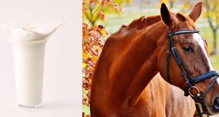 Nutritional value of mare’s milk