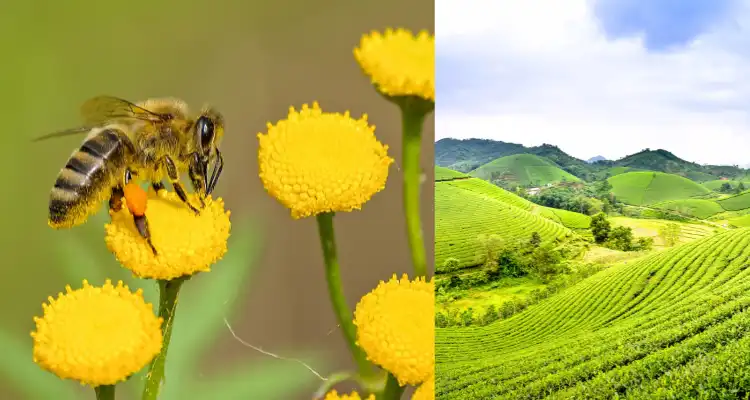 If there is no bee, there is no earth