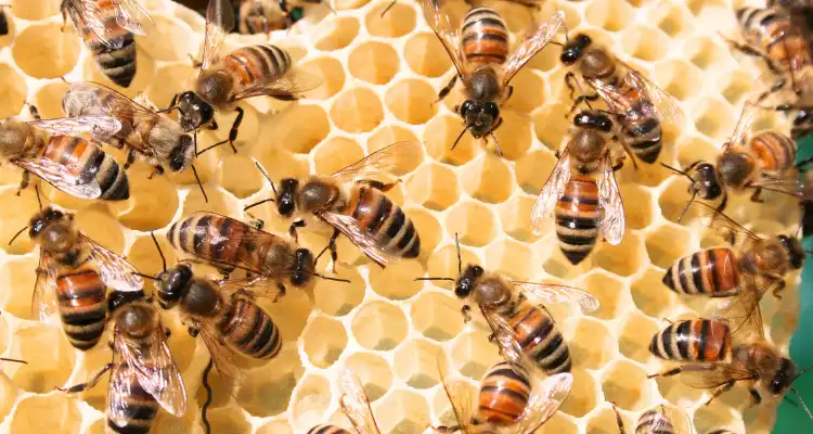Beekeeping save earth