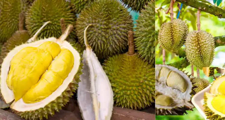  the smelly but famous fruit of Thailand