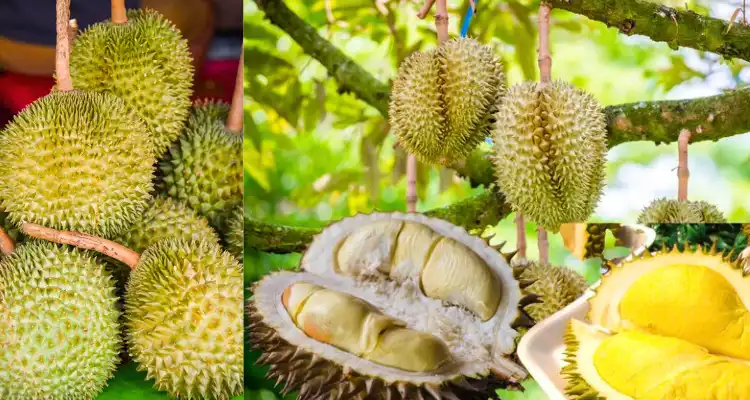 Durian Fruit