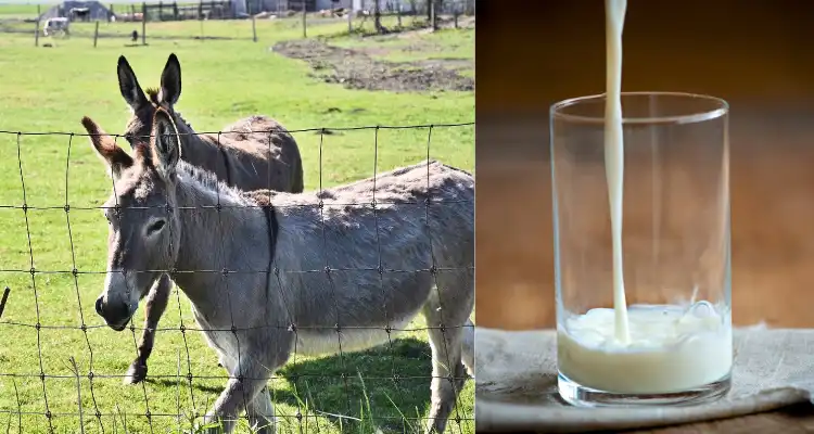  benefits of Donkey milk products