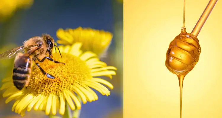 bee venom expensive