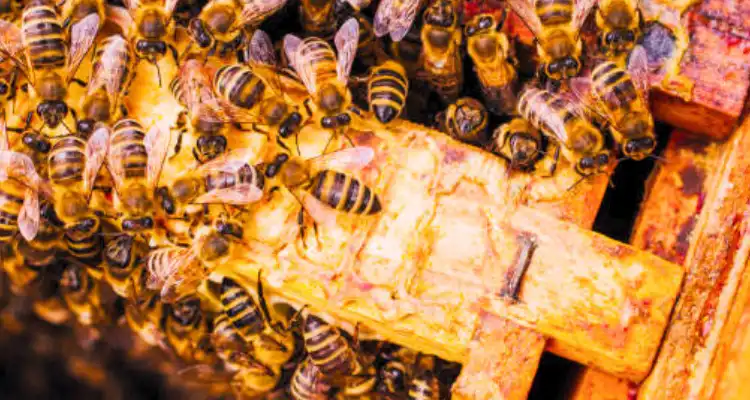  bee venom expensive and how does it work in lip filling