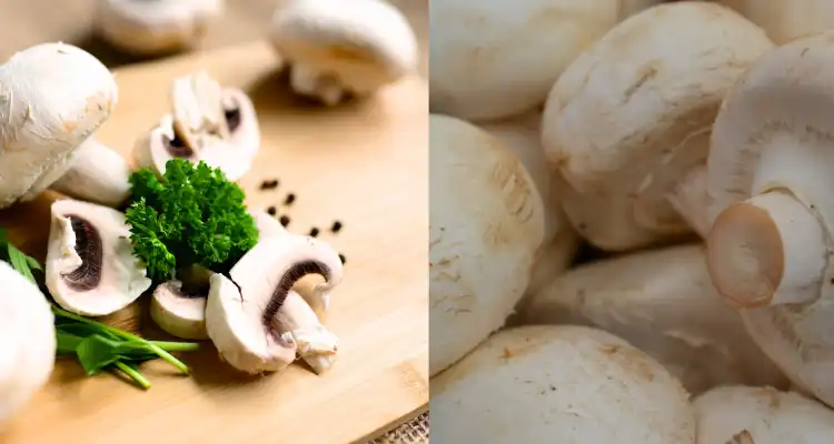 Mushroom production