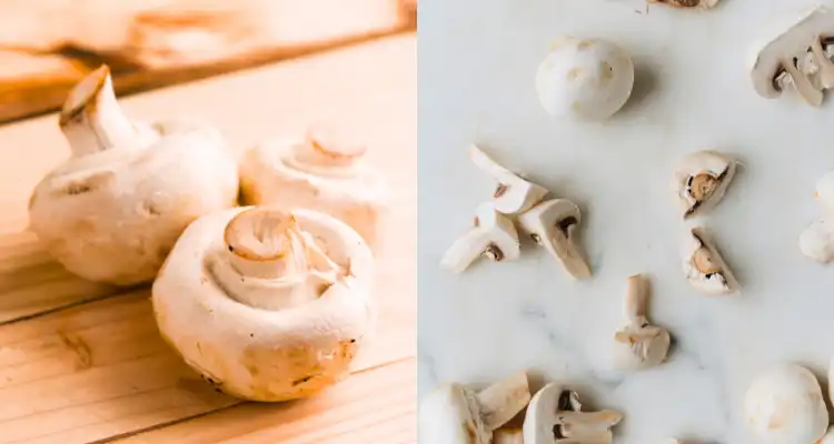 Mushroom Farming in india